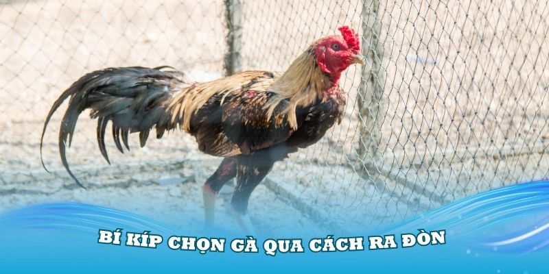 Bí kíp chọn gà qua cách ra đòn