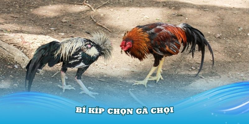 Bí kíp chọn gà chọi - Tìm kiếm chiến kê trăm trận trăm thắng