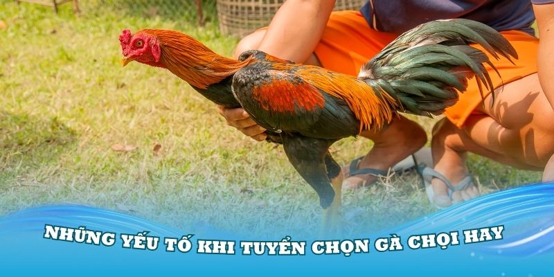 Những yếu tố khi tuyển chọn gà chọi hay