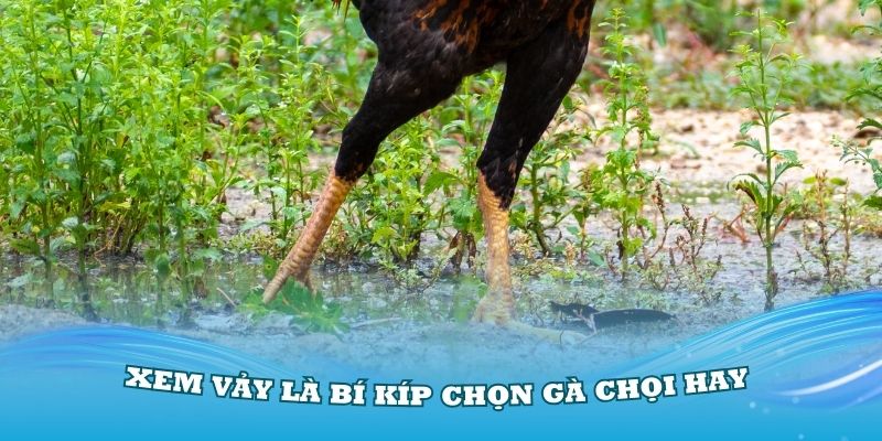 Xem vảy là bí kíp chọn gà chọi hay